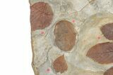 Massive, Plate of Paleocene Leaf Fossils - Glendive, Montana #189118-6